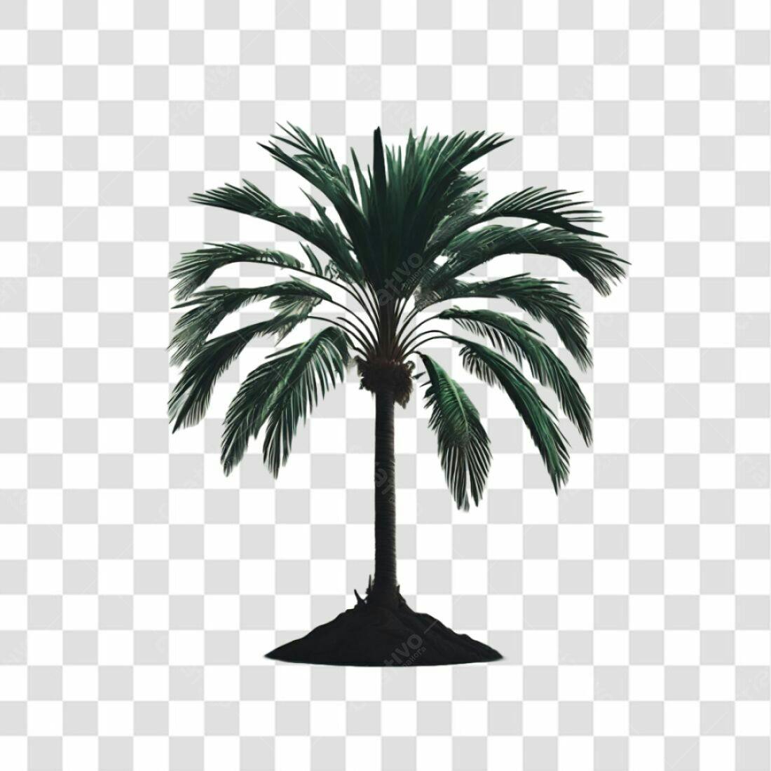 Icone Palma Tropical PNG com fundo transparente