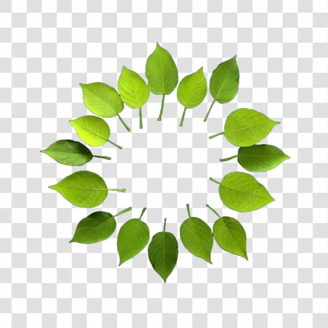 Moldura Folhas PNG com fundo transparente