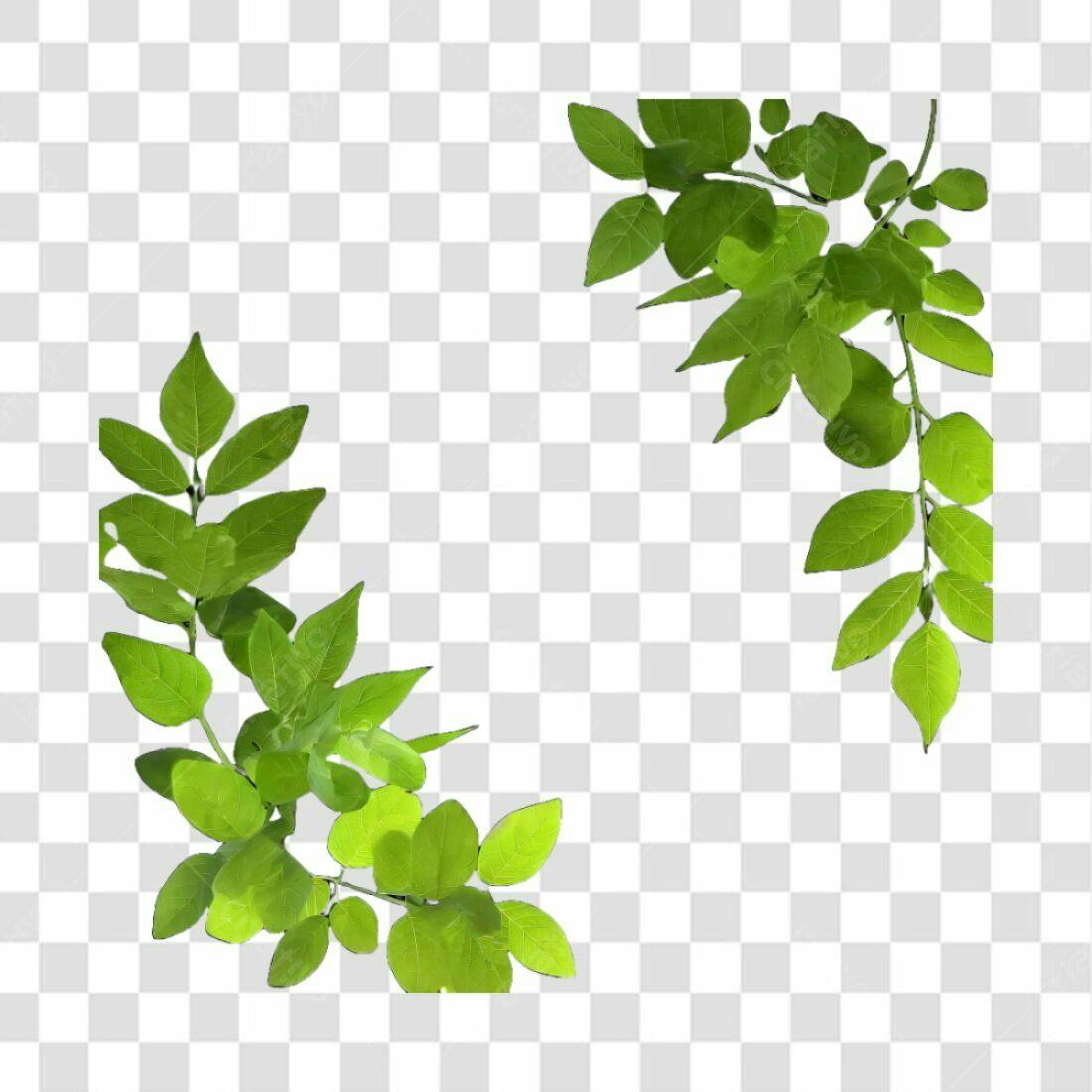Moldura Folhas PNG com fundo transparente