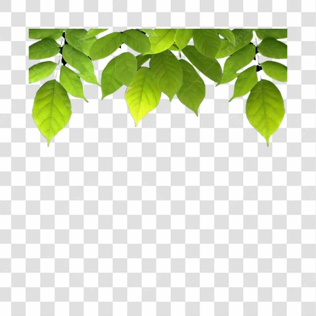 Moldura Folhas PNG com fundo transparente