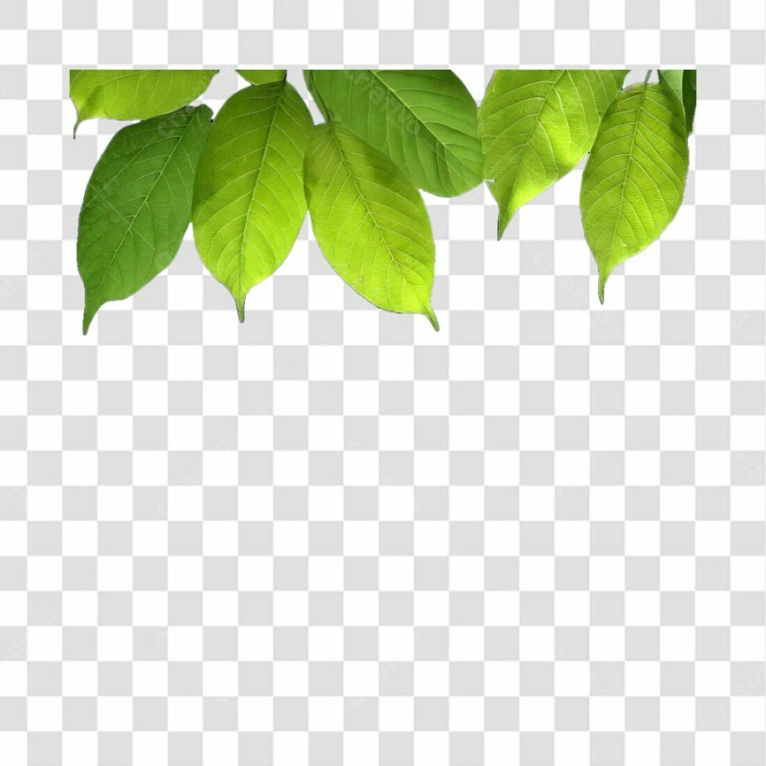 Icone Folhas Verdes PNG com fundo transparente