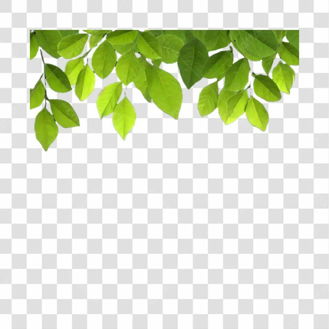 Moldura Folhas PNG com fundo transparente