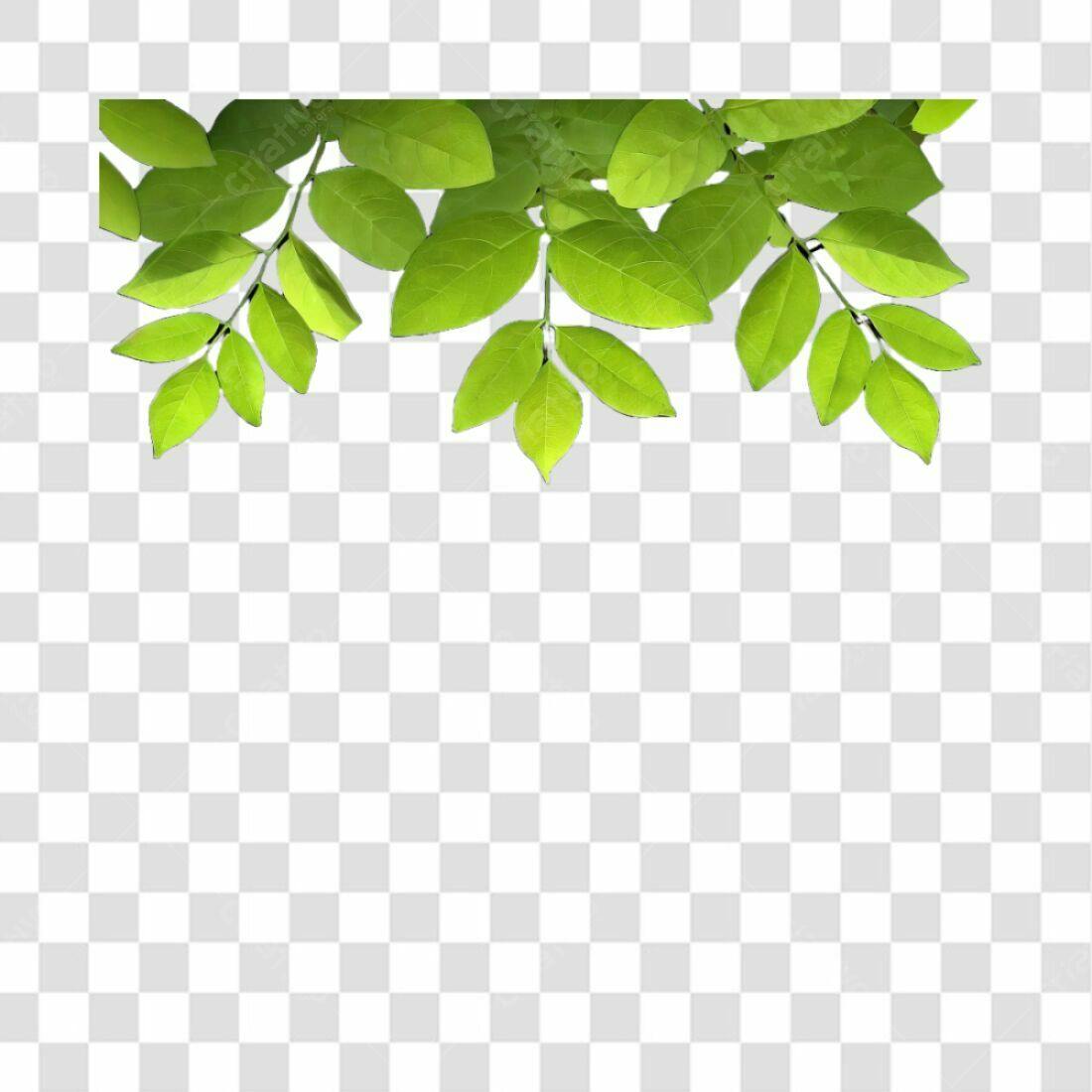 Moldura PNG com fundo transparente folhas verdes