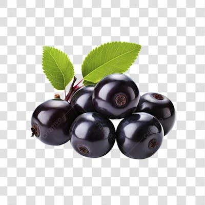 Imagem Hortifrutti   Jaboticaba Com Fundo Transparente   Cena 01