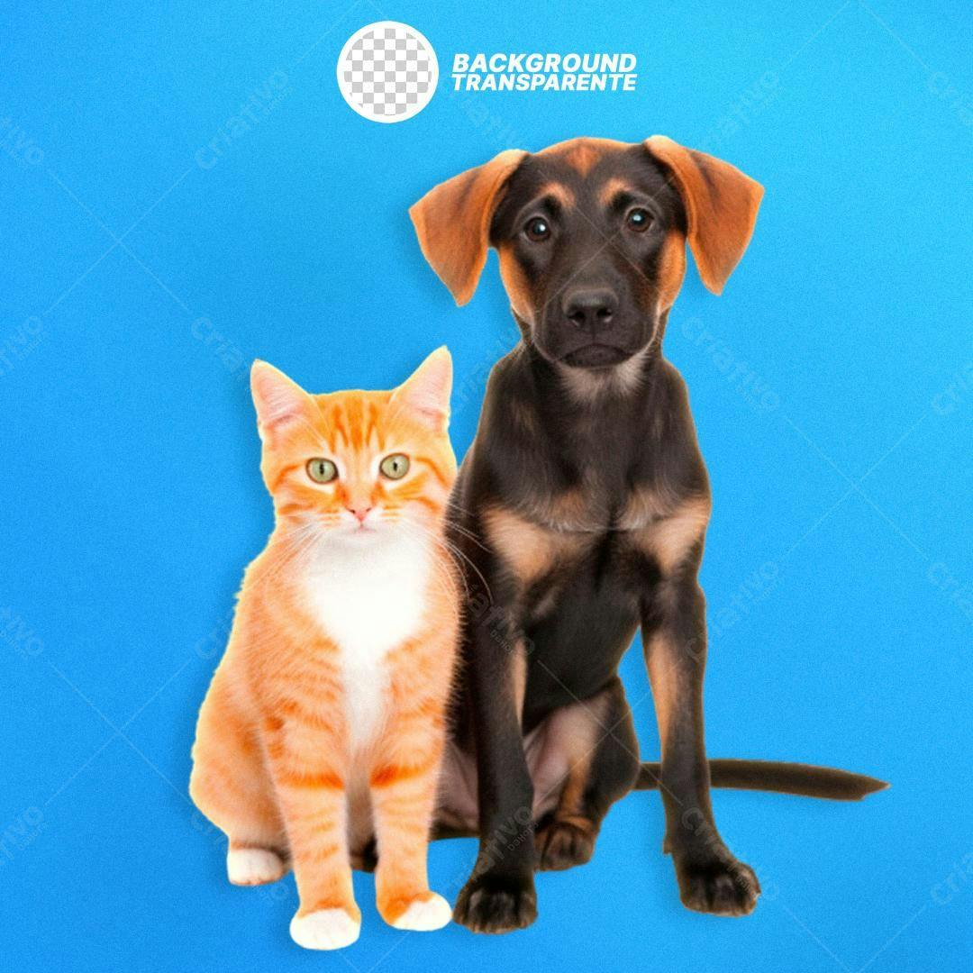 Imagem PNG Gato e Cachorro fundo transparente