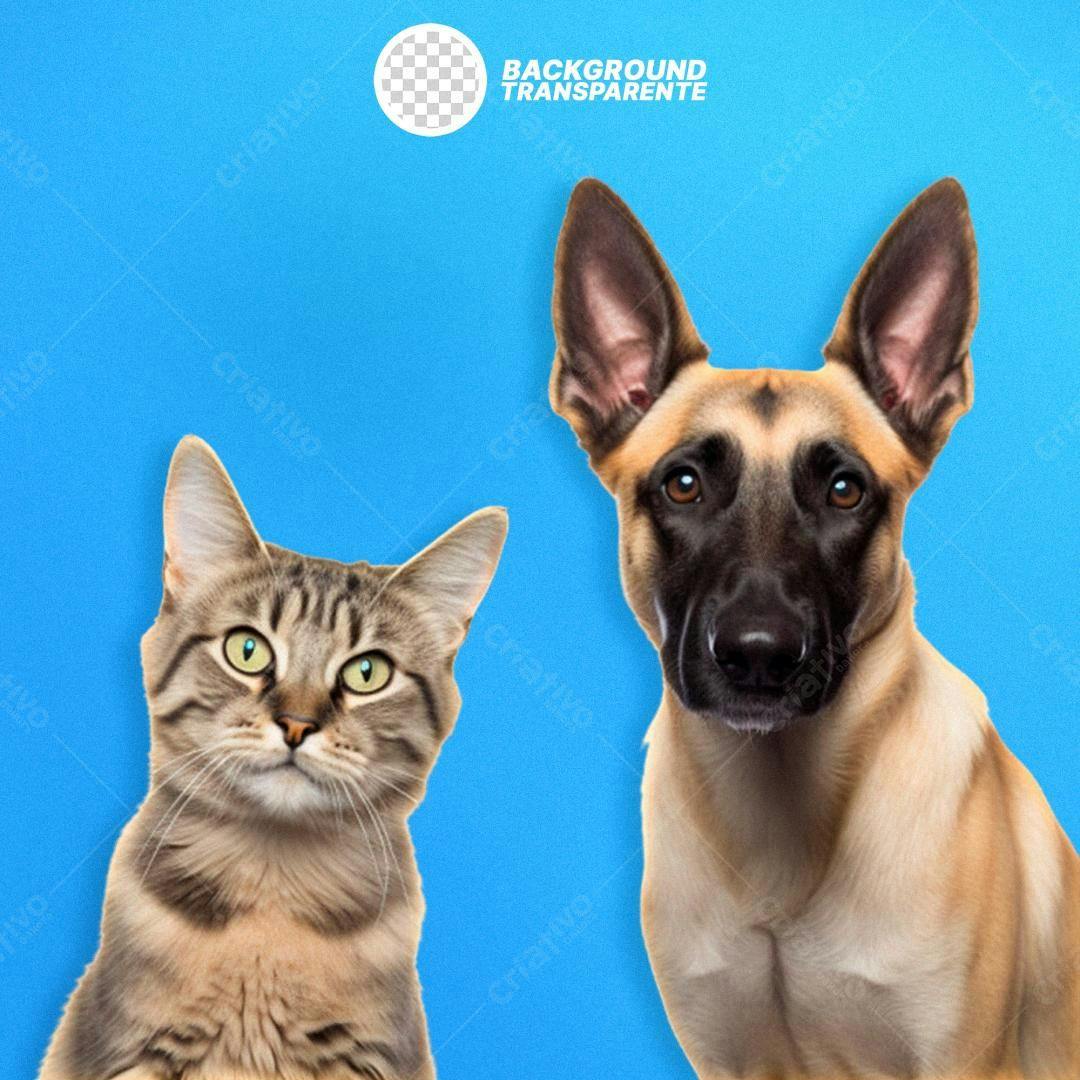 Imagem PNG Gato e Cachorro fundo transparente