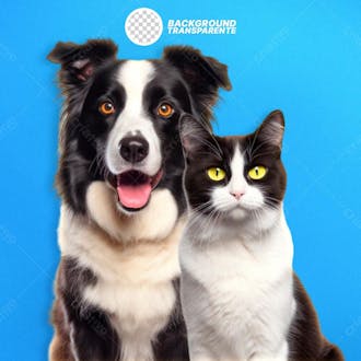 Cachorro e gato png fundo transparente