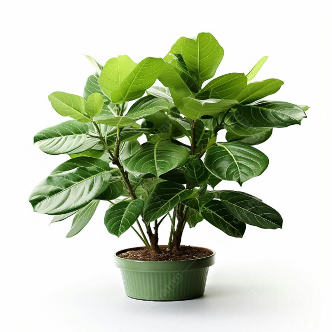 Planta Ficus em vaso verde