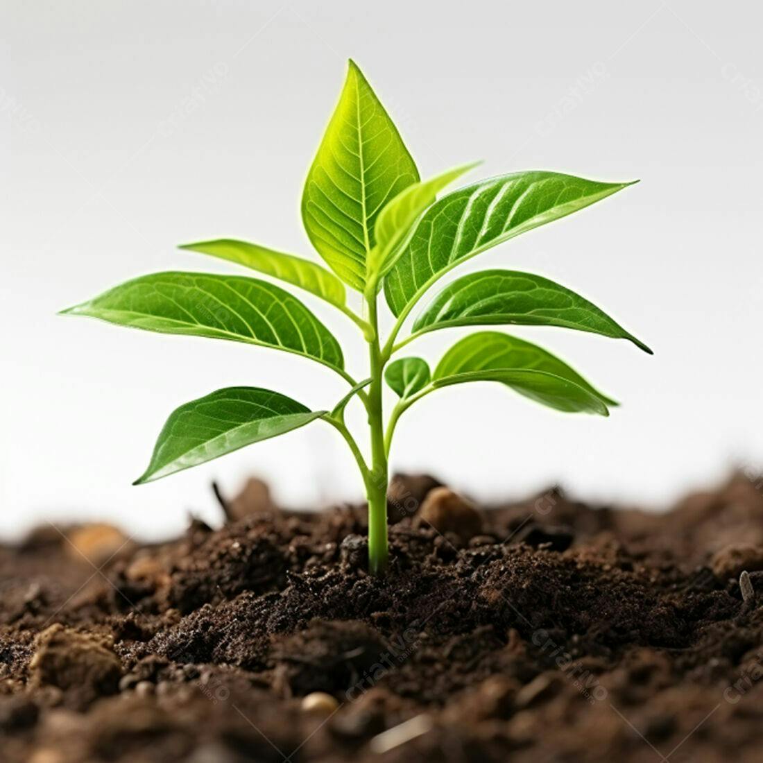 Planta brotando solo fértil