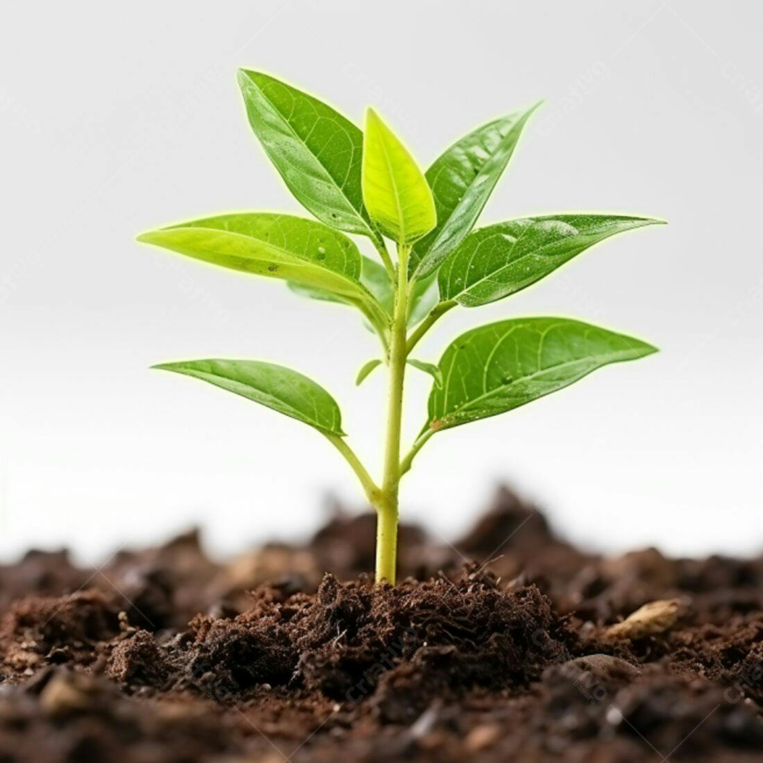 Planta crescendo em solo fértil