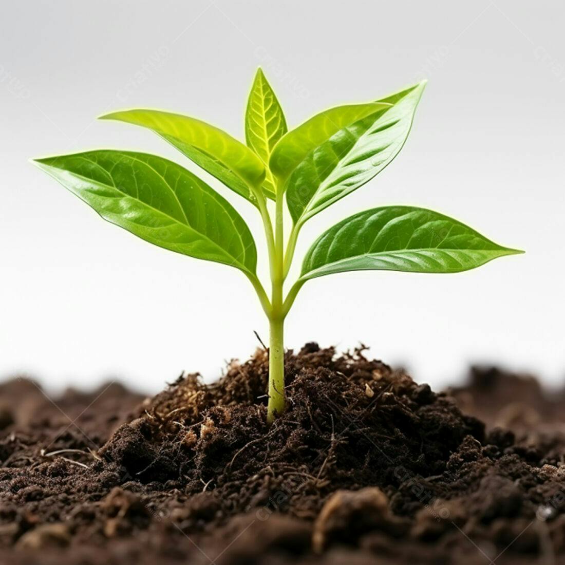 Planta brotando solo fértil