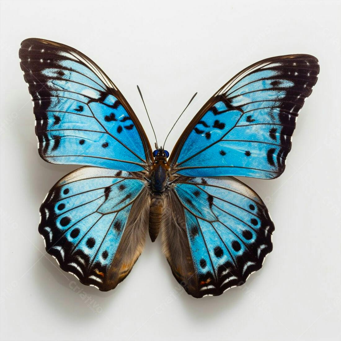 Borboleta Azul Morpho detalhes incríveis