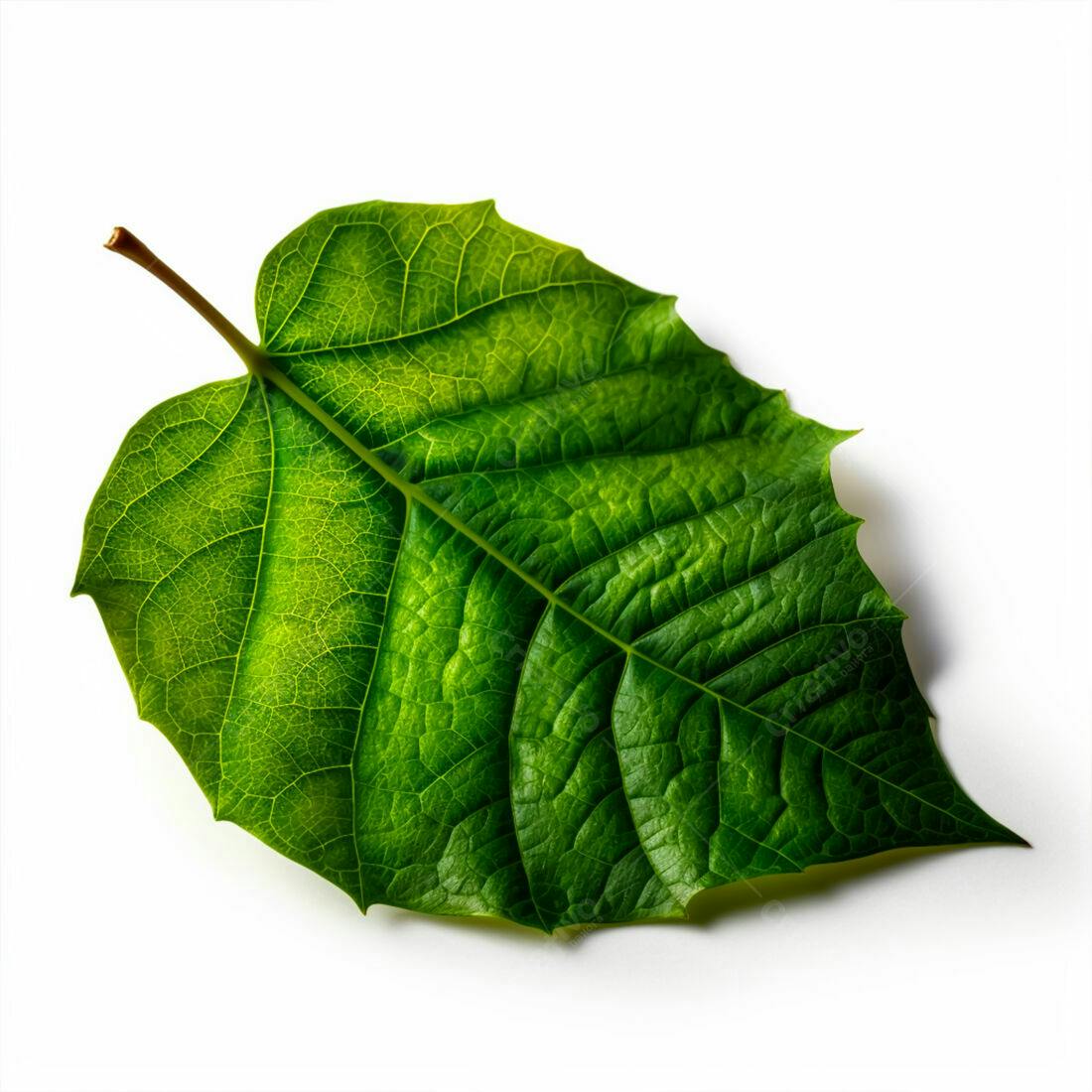 Folha verde vibrante sobre fundo branco