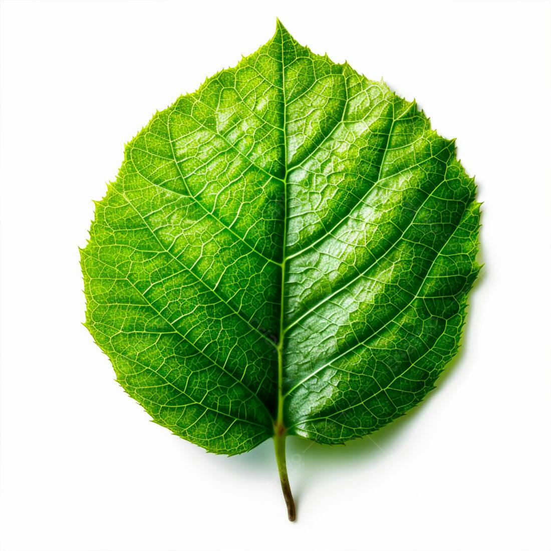 Folha Verde Vibrante isolada em fundo branco