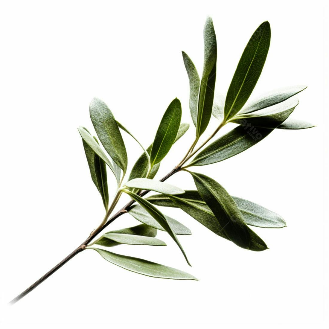 Galho de Oliveira com Folhas Verdes