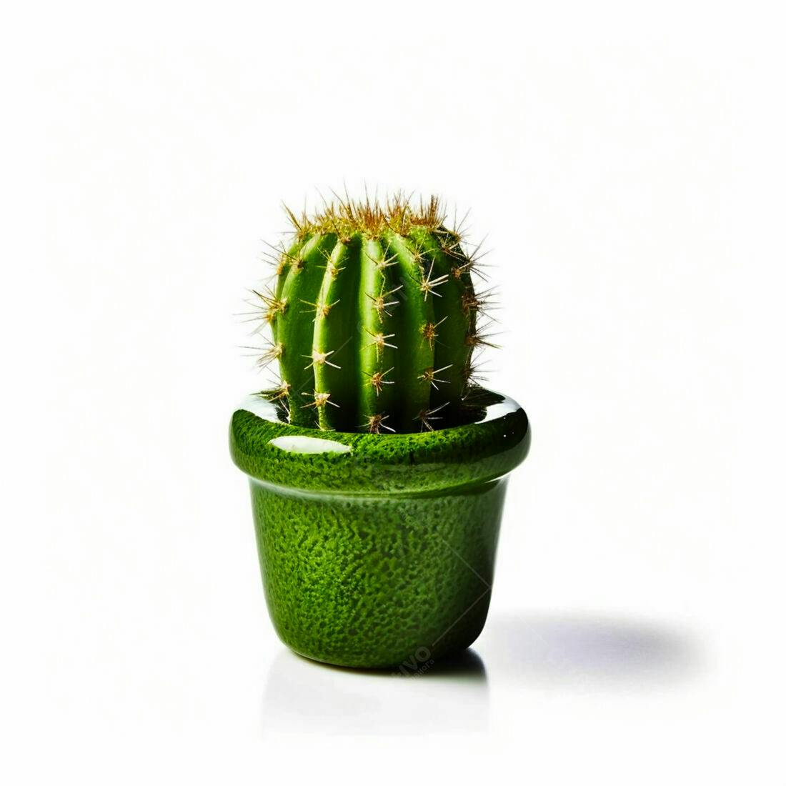 Cactus em vaso verde claro