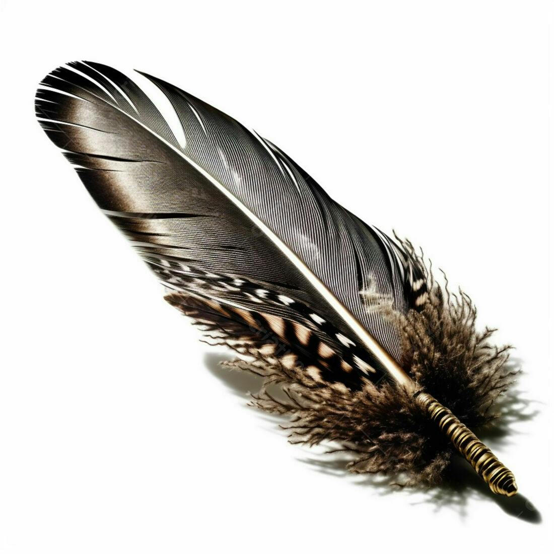 Pluma de ave marrom e branca sobre fundo branco