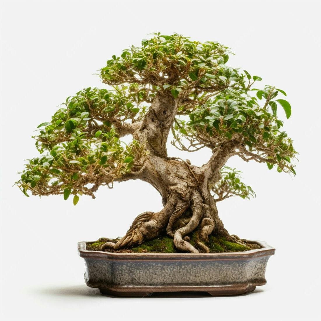 Bonsai árvore antiga em vaso cerâmico