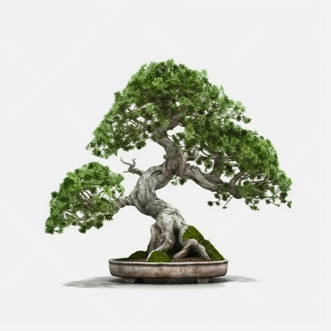 Bonsai em vaso antigo fundo branco