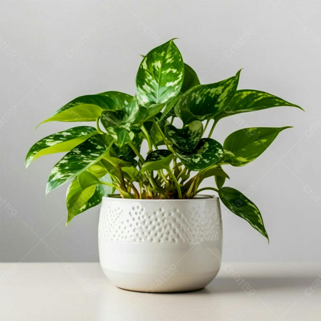 Planta Silver Satin em vaso branco