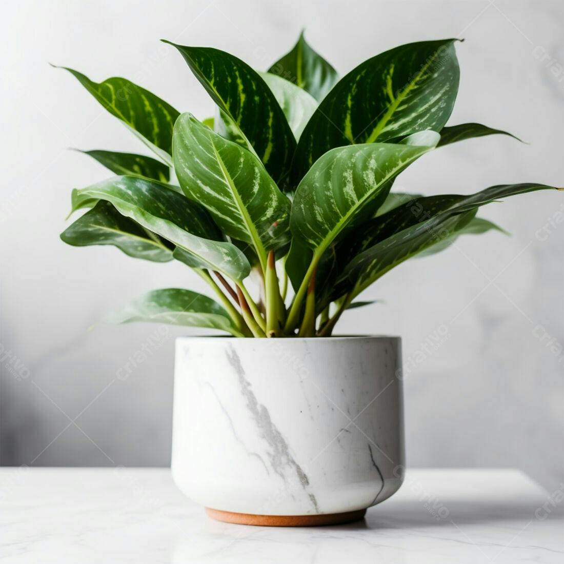 Planta Aglaonema em vaso de mármore