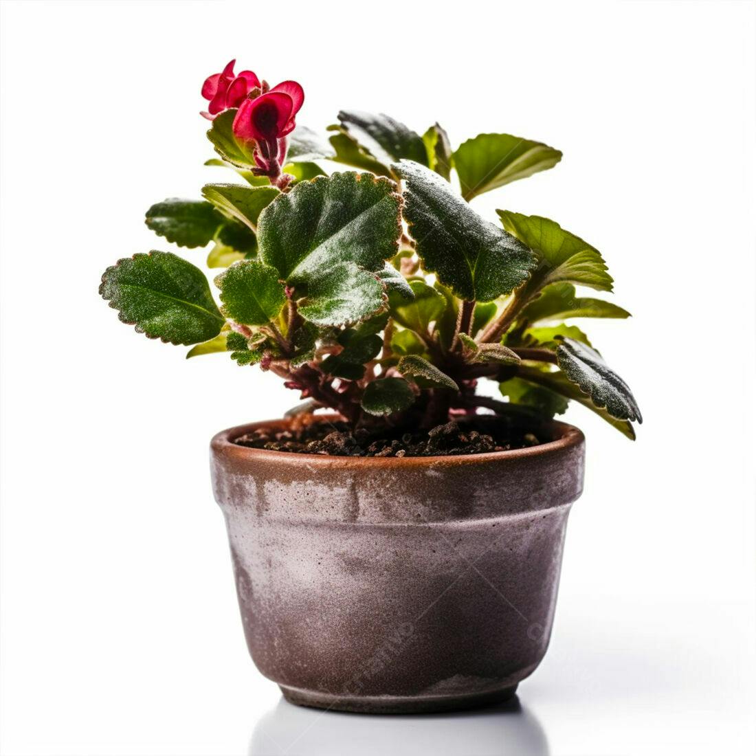 Planta em vaso com flores vermelhas