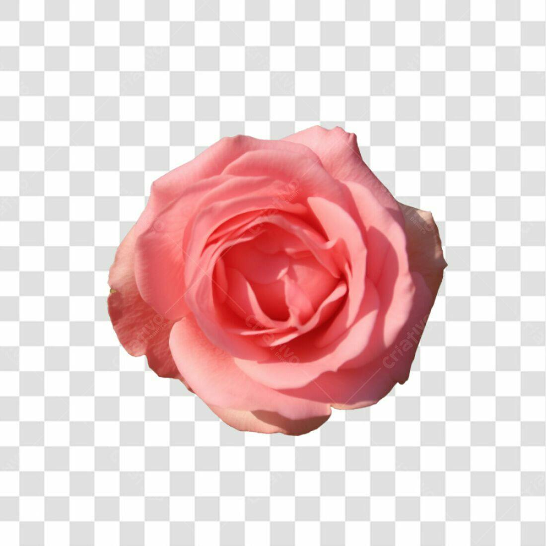 Icone Rosa Romântica PNG com fundo transparente