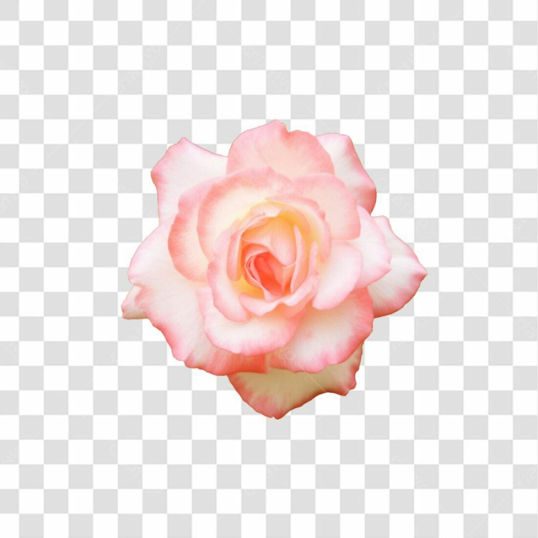 Icone Rosa Romântica PNG com fundo transparente