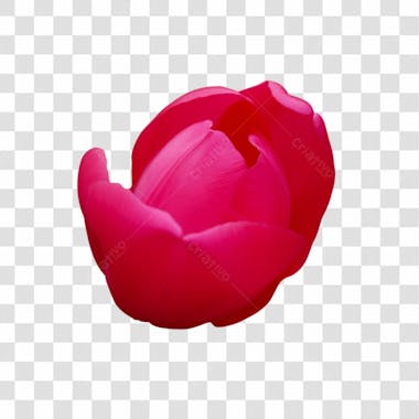 Flor imagem grátis para download fundo transparente png