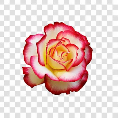 Flor imagem grátis para download fundo transparente png