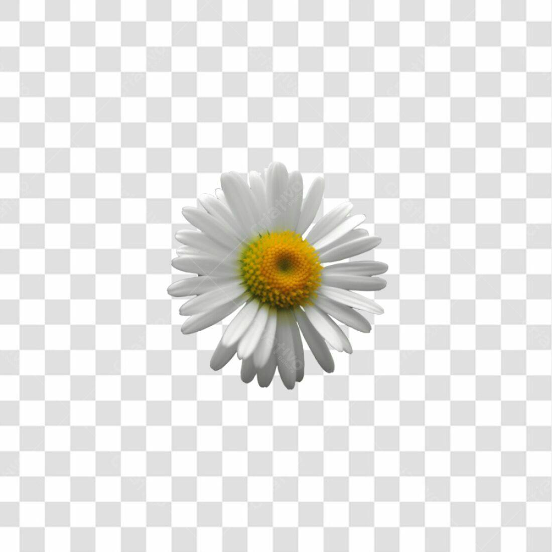Ícone margarida PNG com fundo transparente