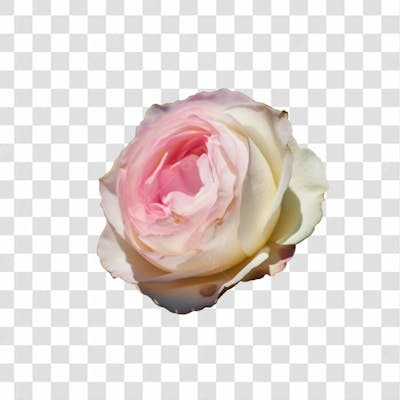 Flor Imagem Grátis Para Download Fundo Transparente Png (14)