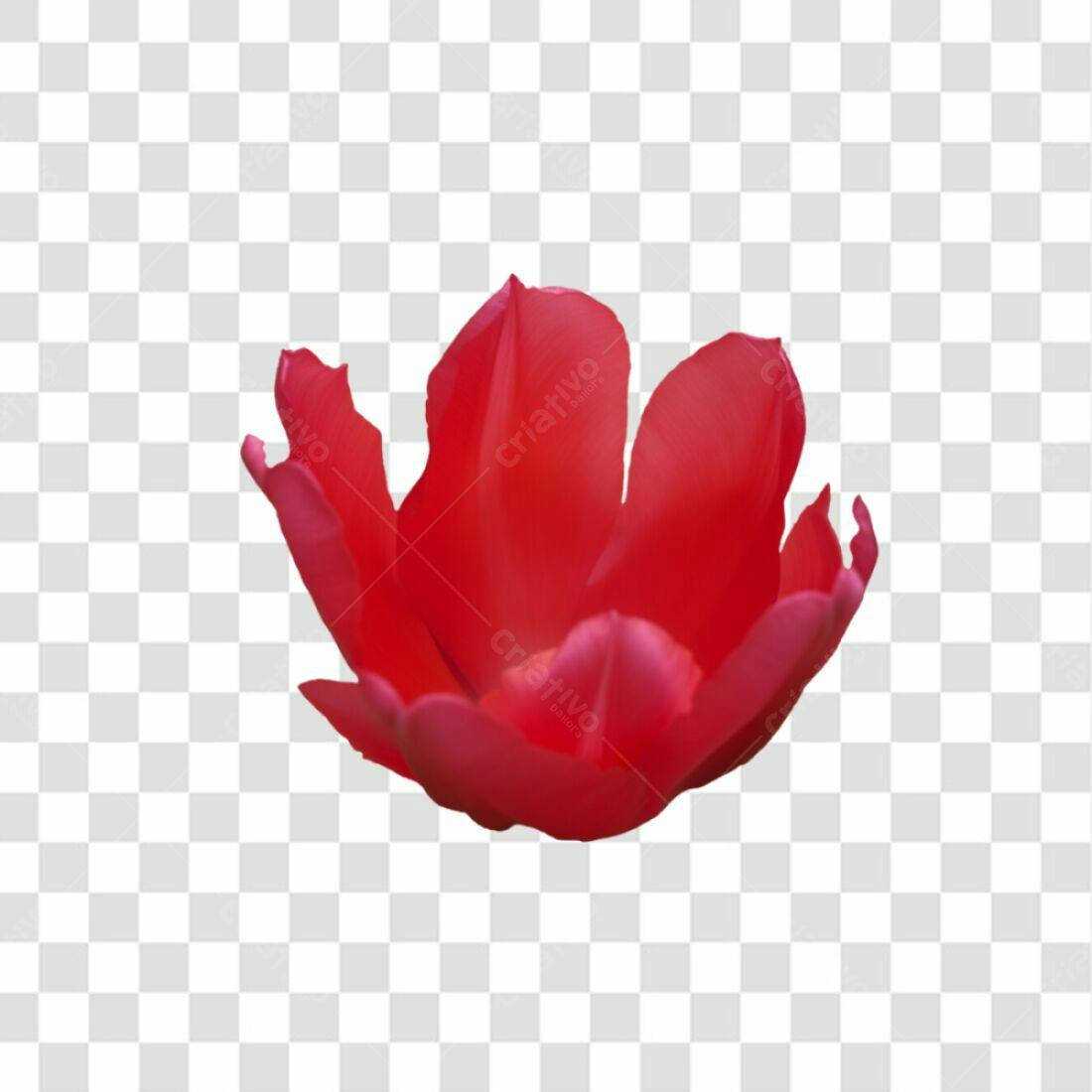 Icone Flor Vermelha PNG com fundo transparente