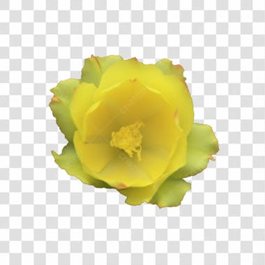 Flor imagem grátis para download fundo transparente png