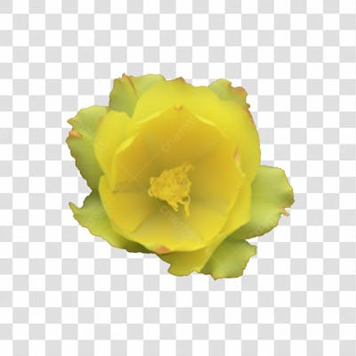 Flor Imagem Grátis Para Download Fundo Transparente Png (17)