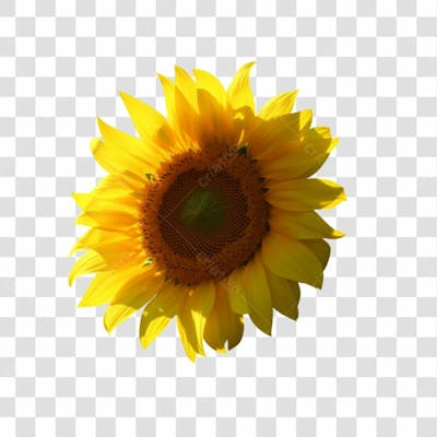 Flor Imagem Grátis Para Download Fundo Transparente Png (18)