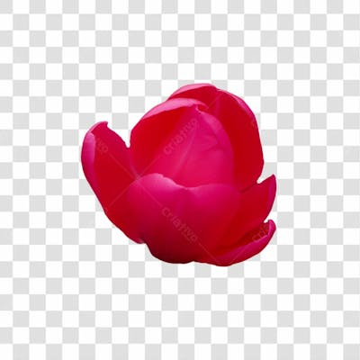 Flor Imagem Grátis Para Download Fundo Transparente Png (19)