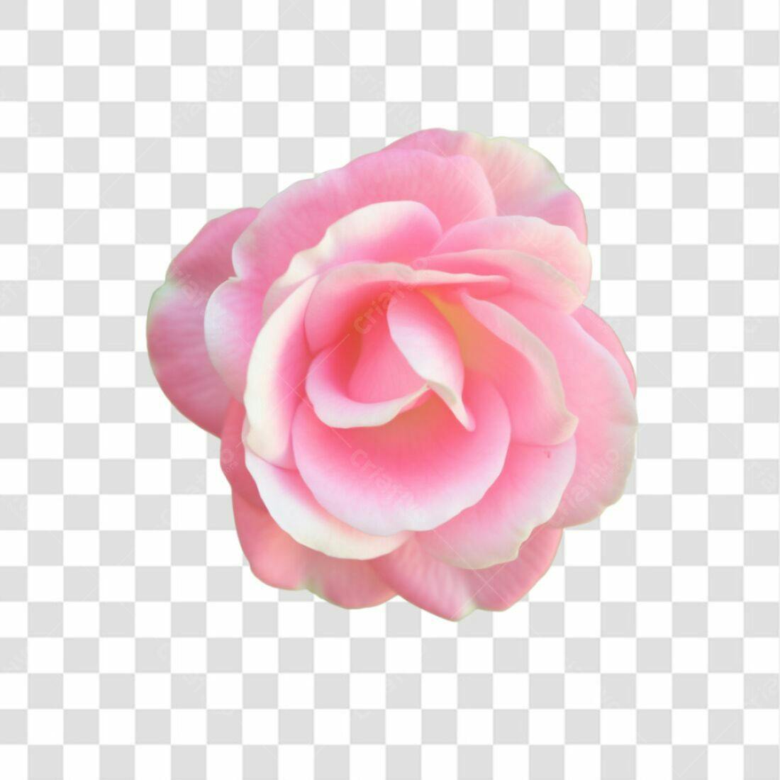 Icone Rosa Pink Dia dos Namorados PNG com fundo transparente