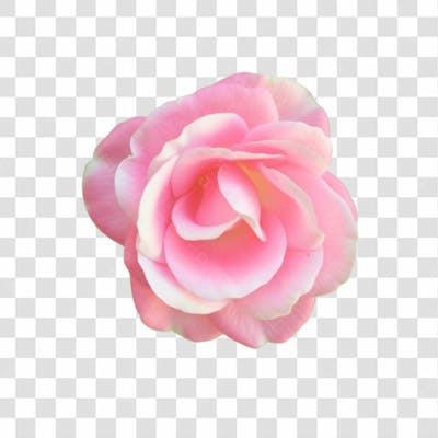 Flor Imagem Grátis Para Download Fundo Transparente Png (20)