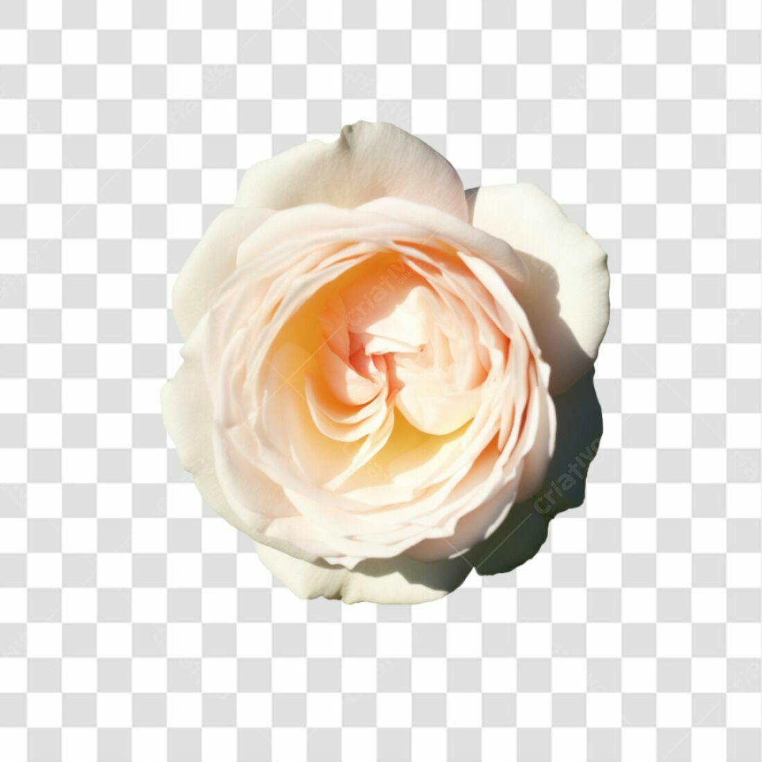 Icone Rosa Creme PNG com fundo transparente