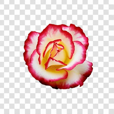 Flor imagem grátis para download fundo transparente png