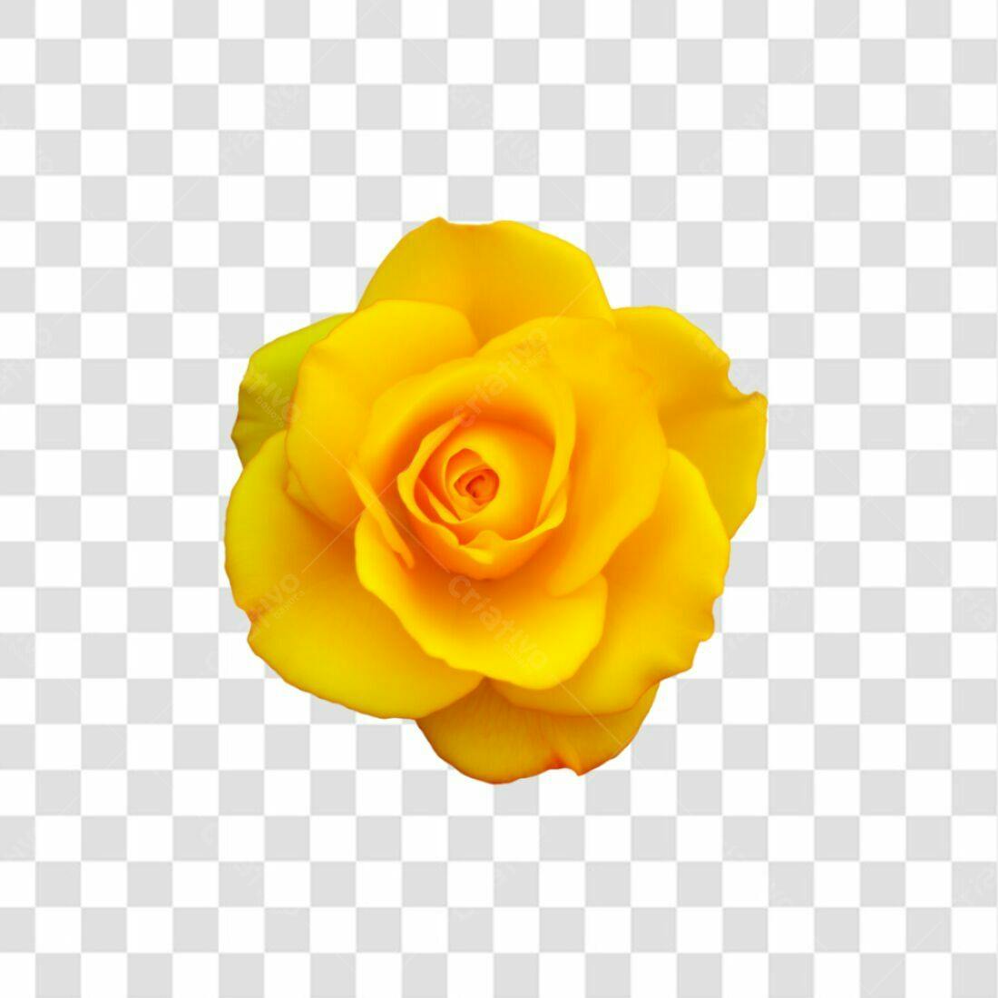 Icone Rosa Amarela PNG com fundo transparente
