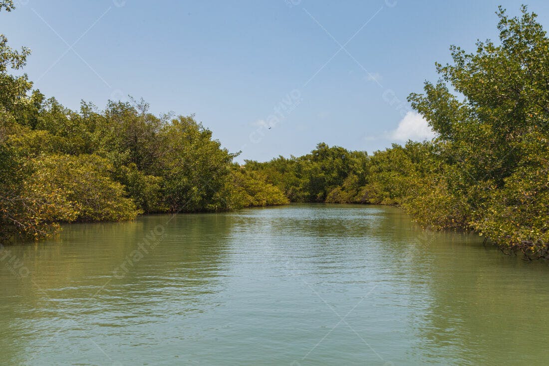 Rio cercado por manguezais sob céu azul