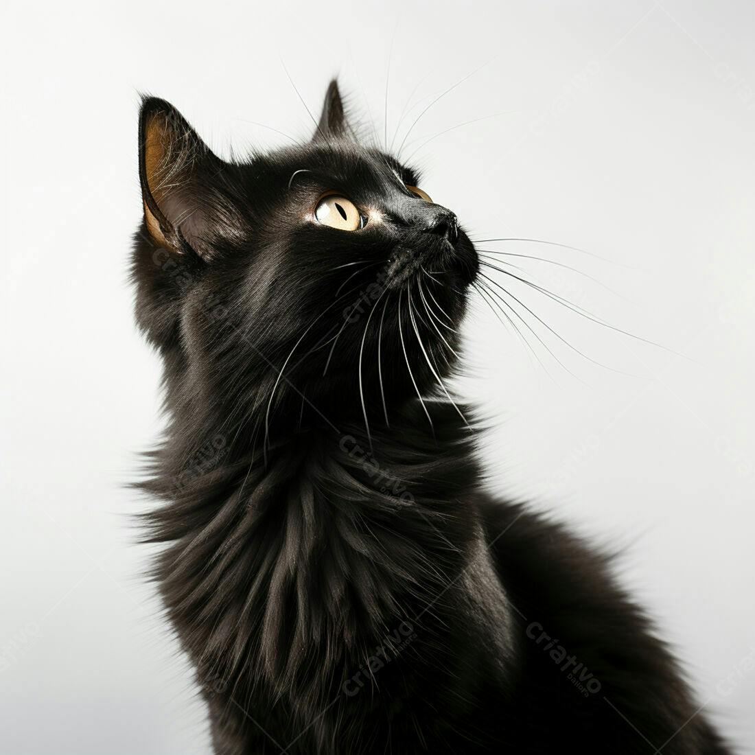 Gato Preto Olhando para Cima