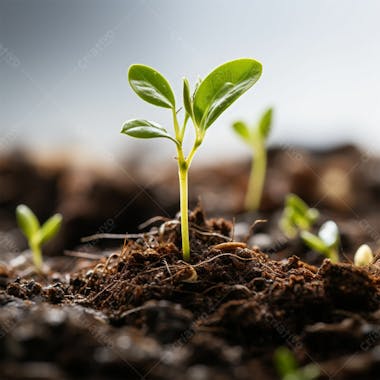 Imagem grátis broto de planta em alta qualidade natureza ecologico