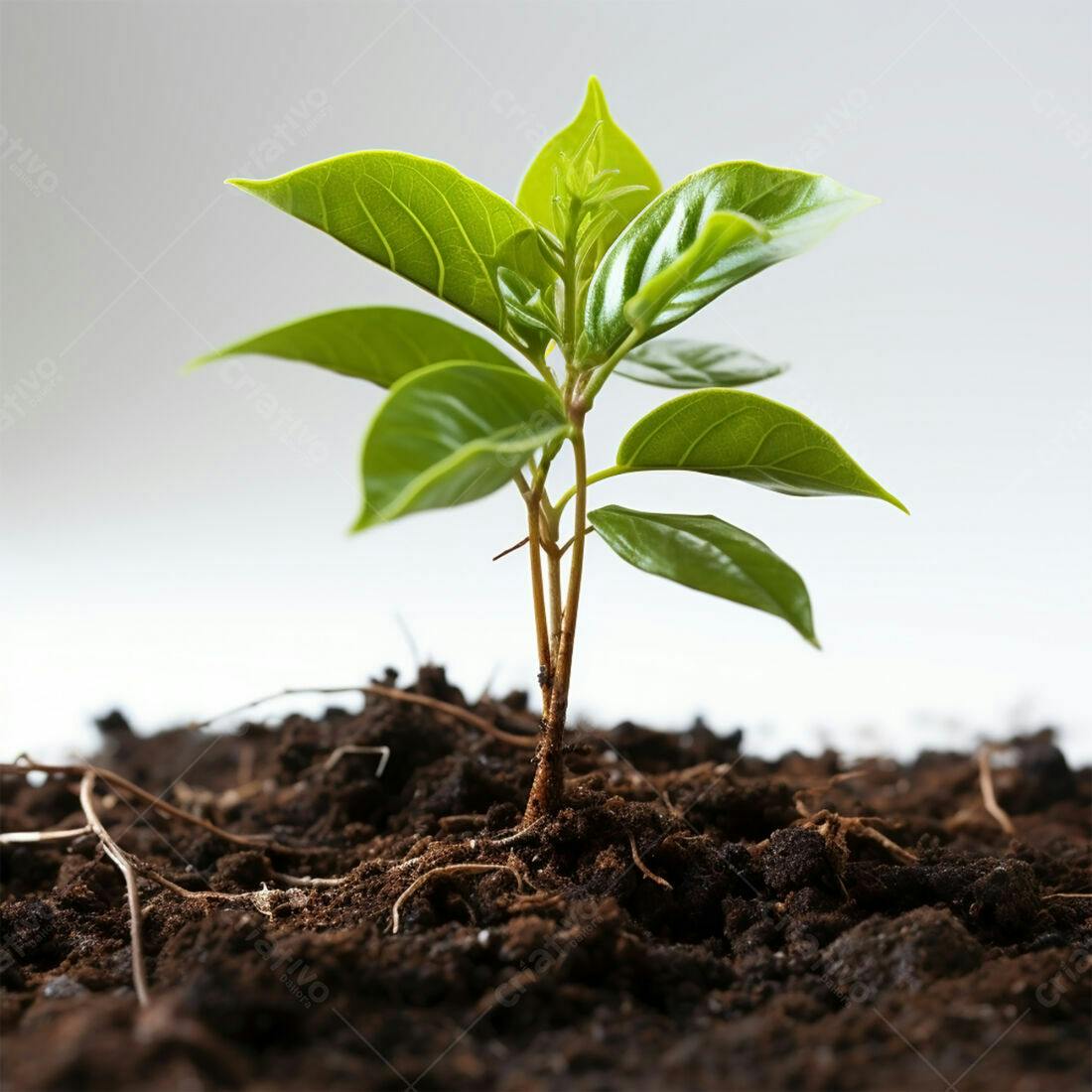 Planta jovem crescendo solo fértil