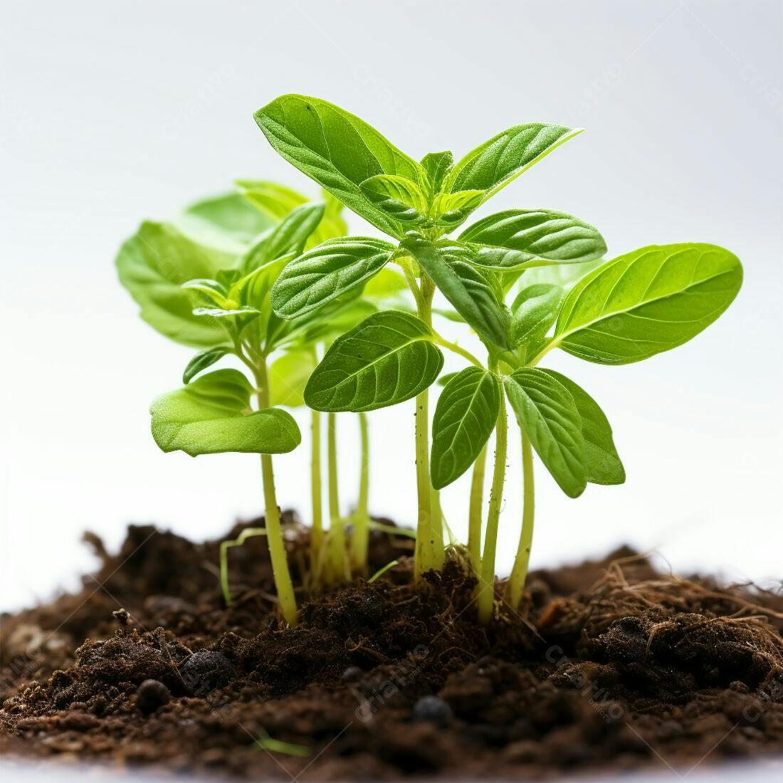 Mudas de planta crescendo em solo fértil