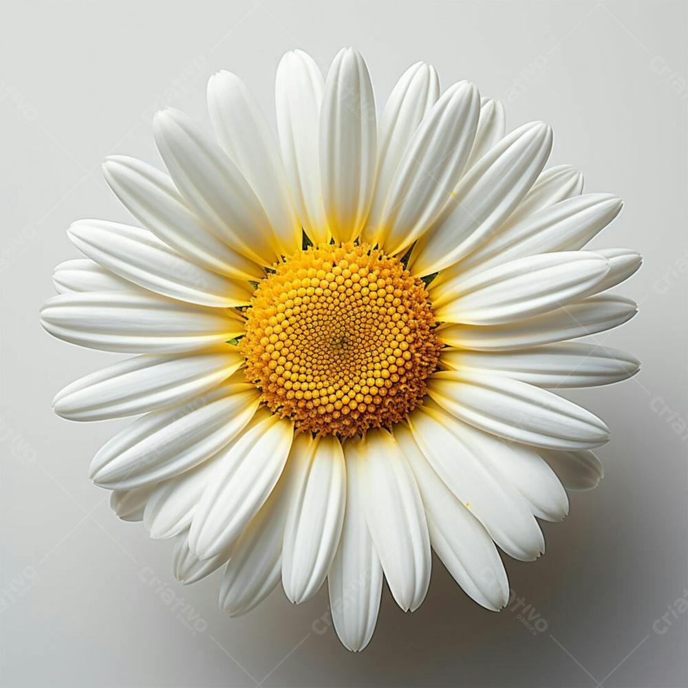 Imagem Grátis Flor Branca Beleza Natureza Ecologico (2)