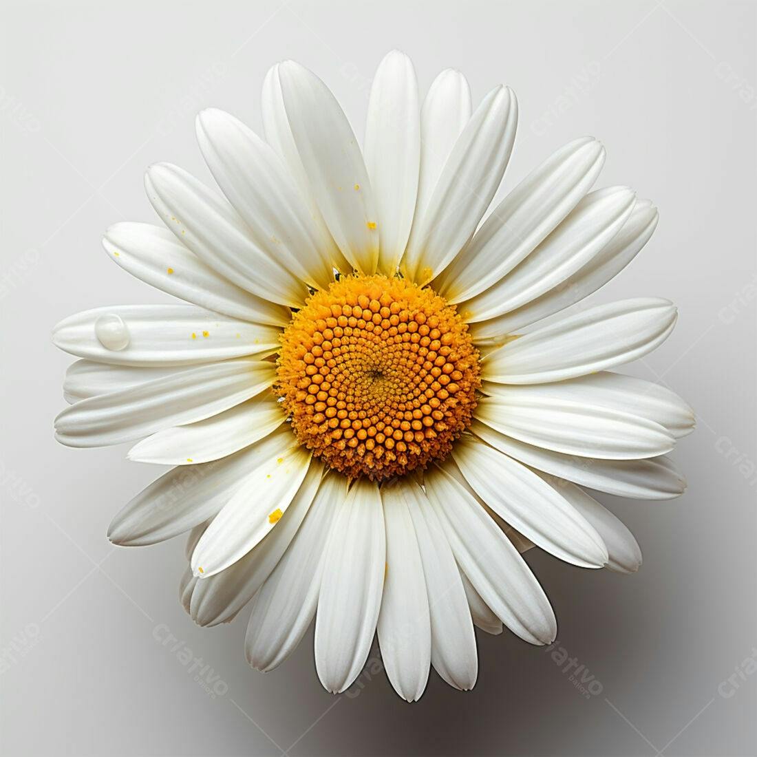Margarida branca com centro amarelo gotas d'água