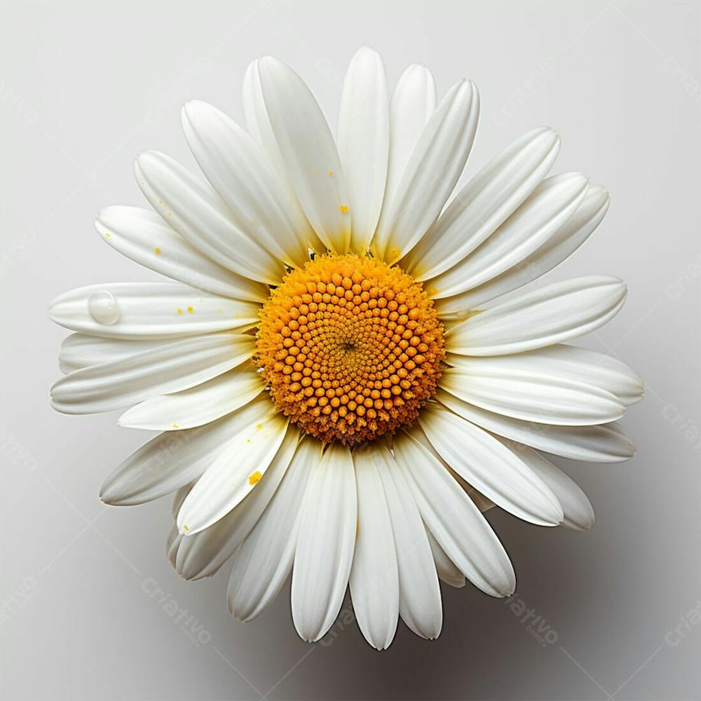 Imagem Grátis Flor Branca Beleza Natureza Ecologico (3)